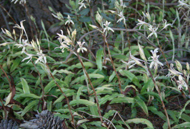 Image of Disa harveyana subsp. longicalcarata S. D. Johnson & H. P. Linder