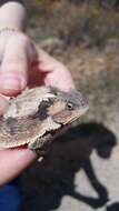 Image of Short-tailed horned lizard