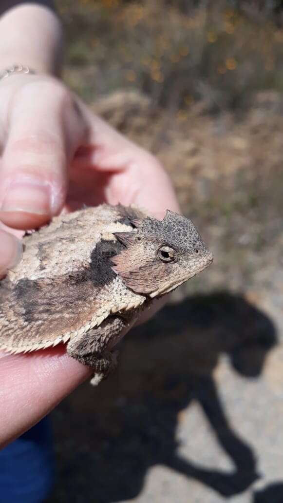 Image of Short-tailed horned lizard