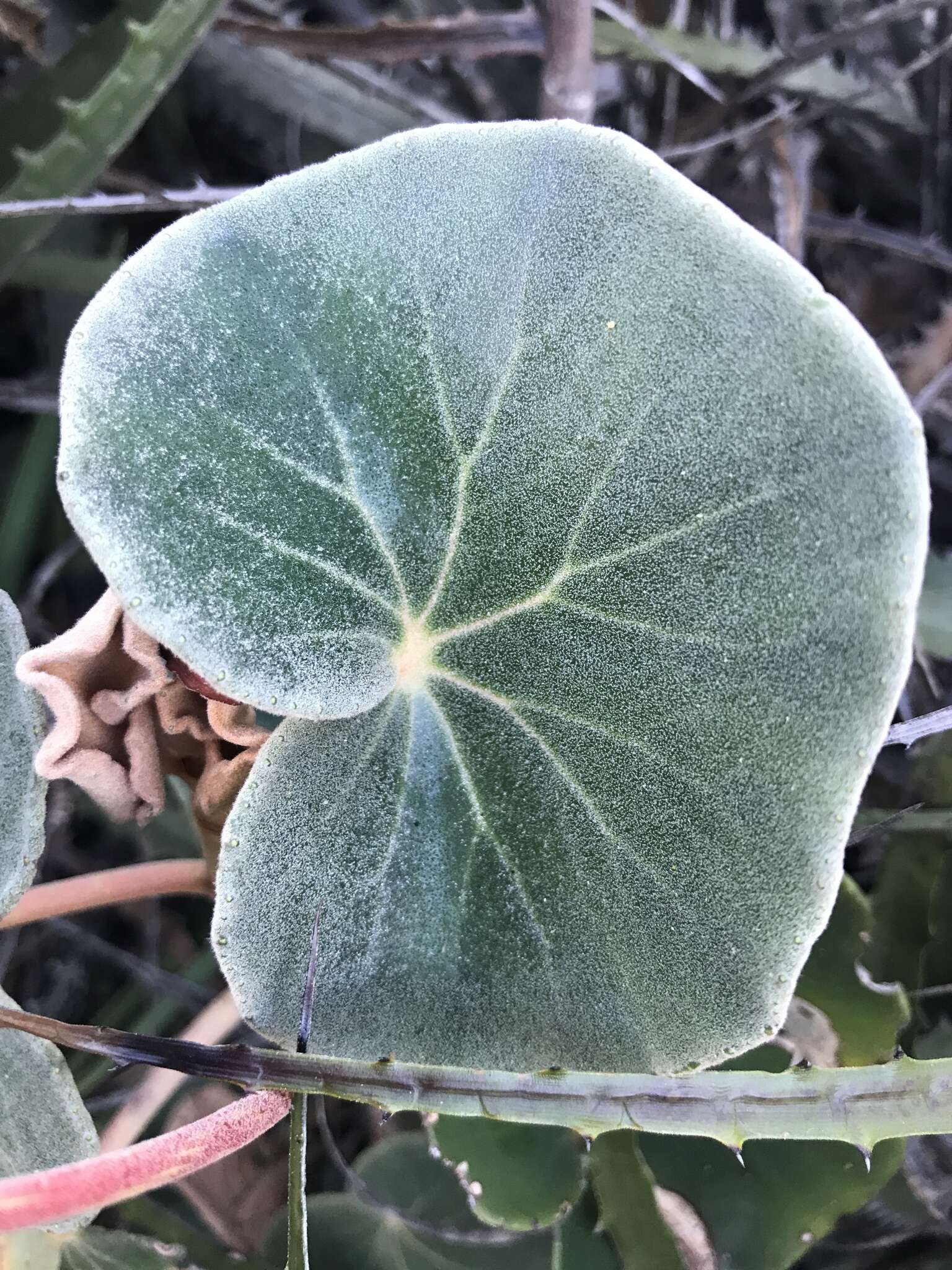 Image of Begonia grisea A. DC.