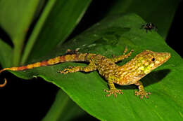 Image of Orces' Andes Anole