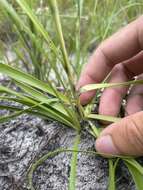 Imagem de Fimbristylis caroliniana (Lam.) Fernald