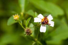 Imagem de Anthidiellum notatum rufimaculatum Schwarz 1926