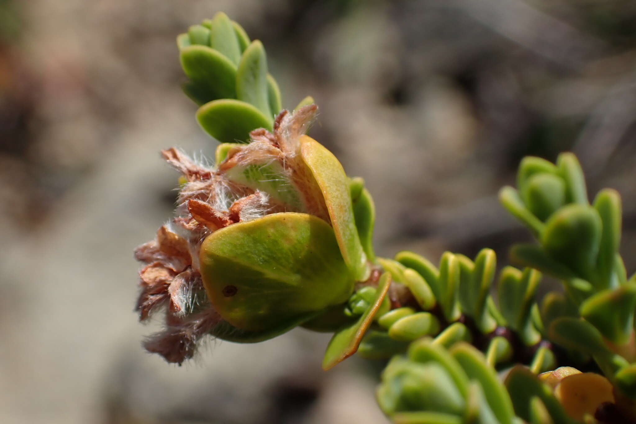 Image of Pimelea traversii Hook. fil.