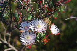 صورة Lampranthus productus (Haw.) N. E. Br.