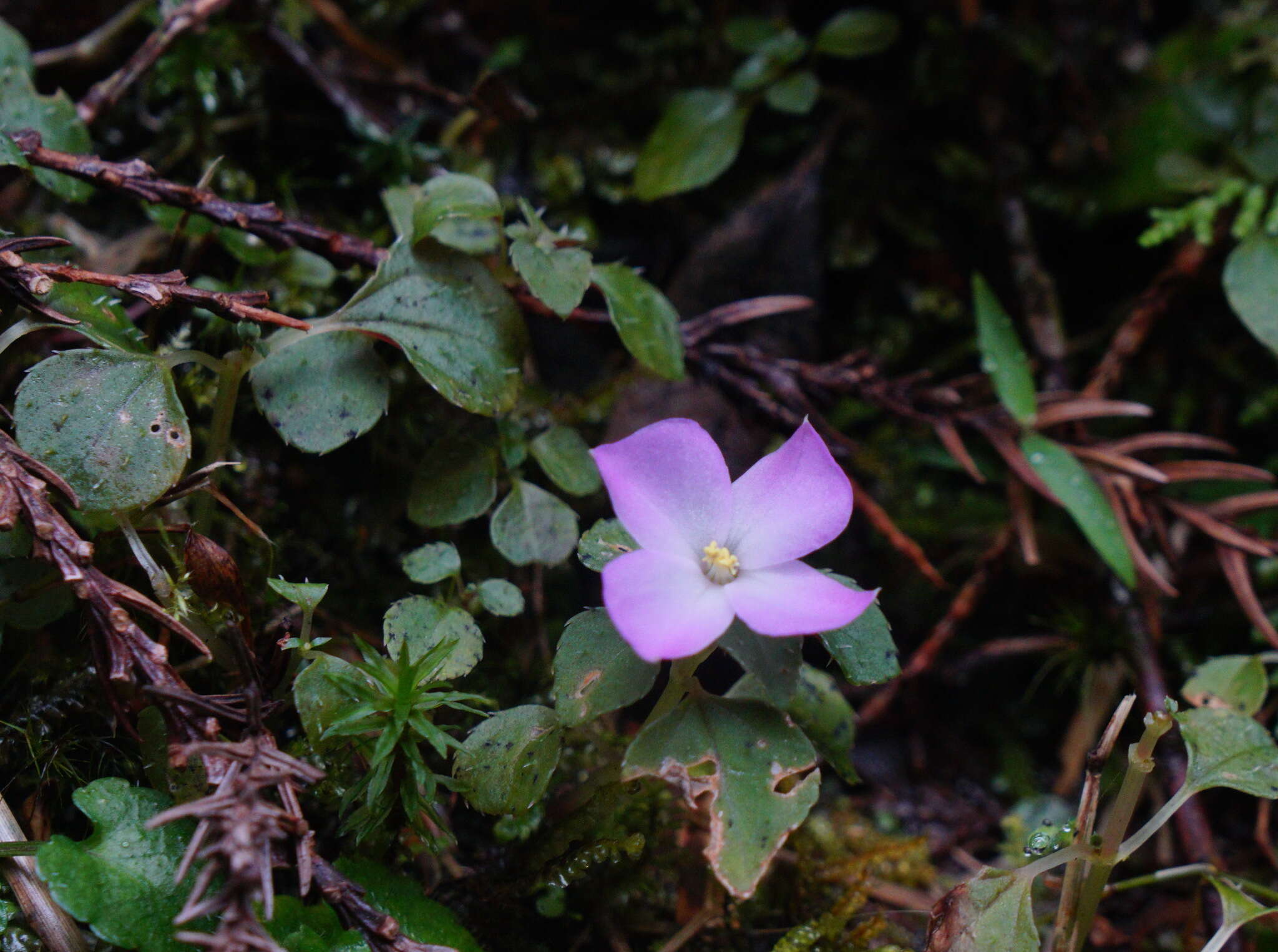 Image of Sarcopyramis bodinieri H. Lév. & Vaniot