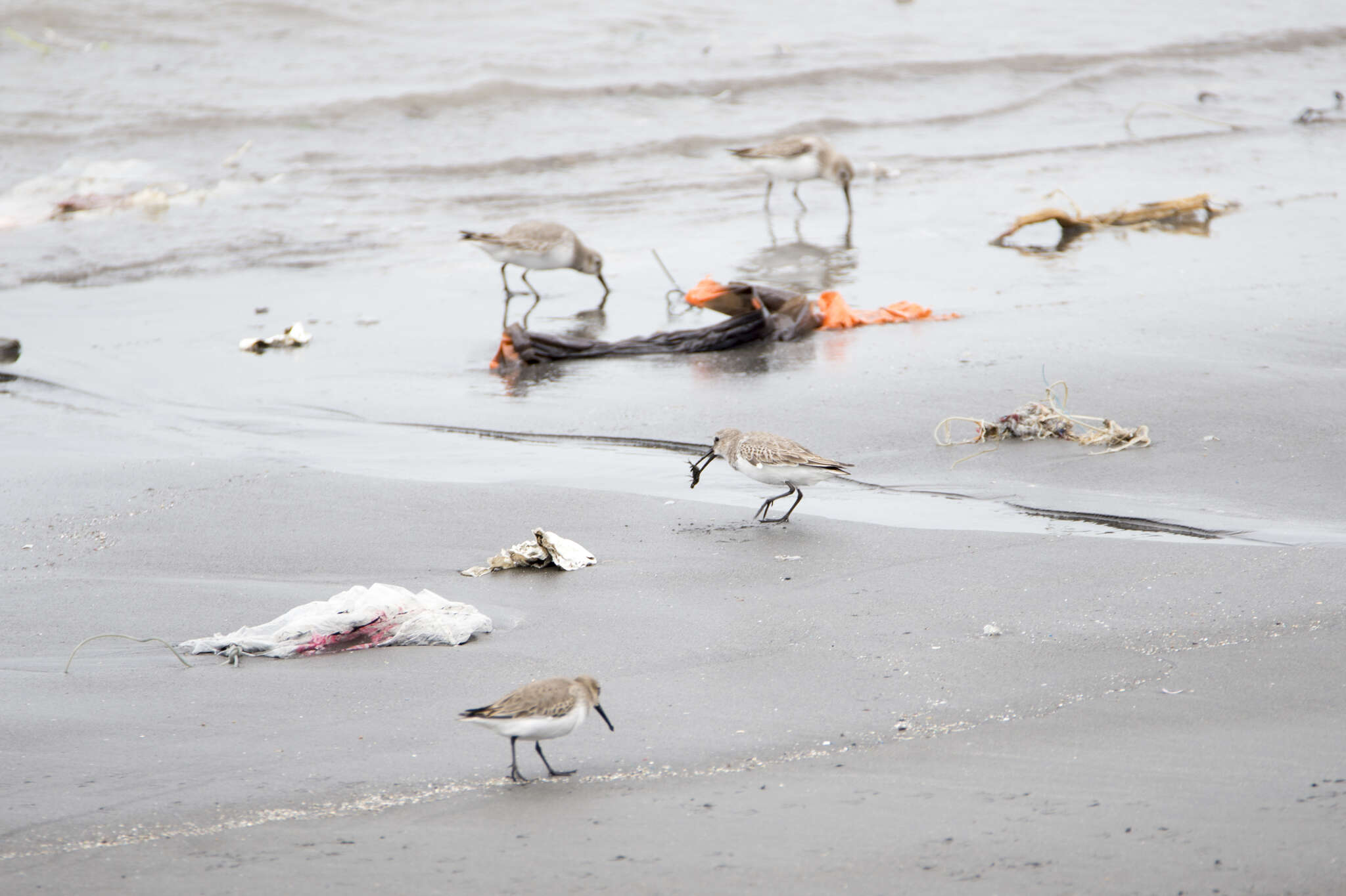 Image of Calidris alpina sakhalina (Vieillot 1816)