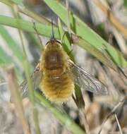 Image of grasshopper bee fly