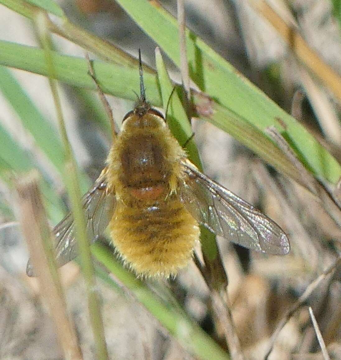 Image of grasshopper bee fly