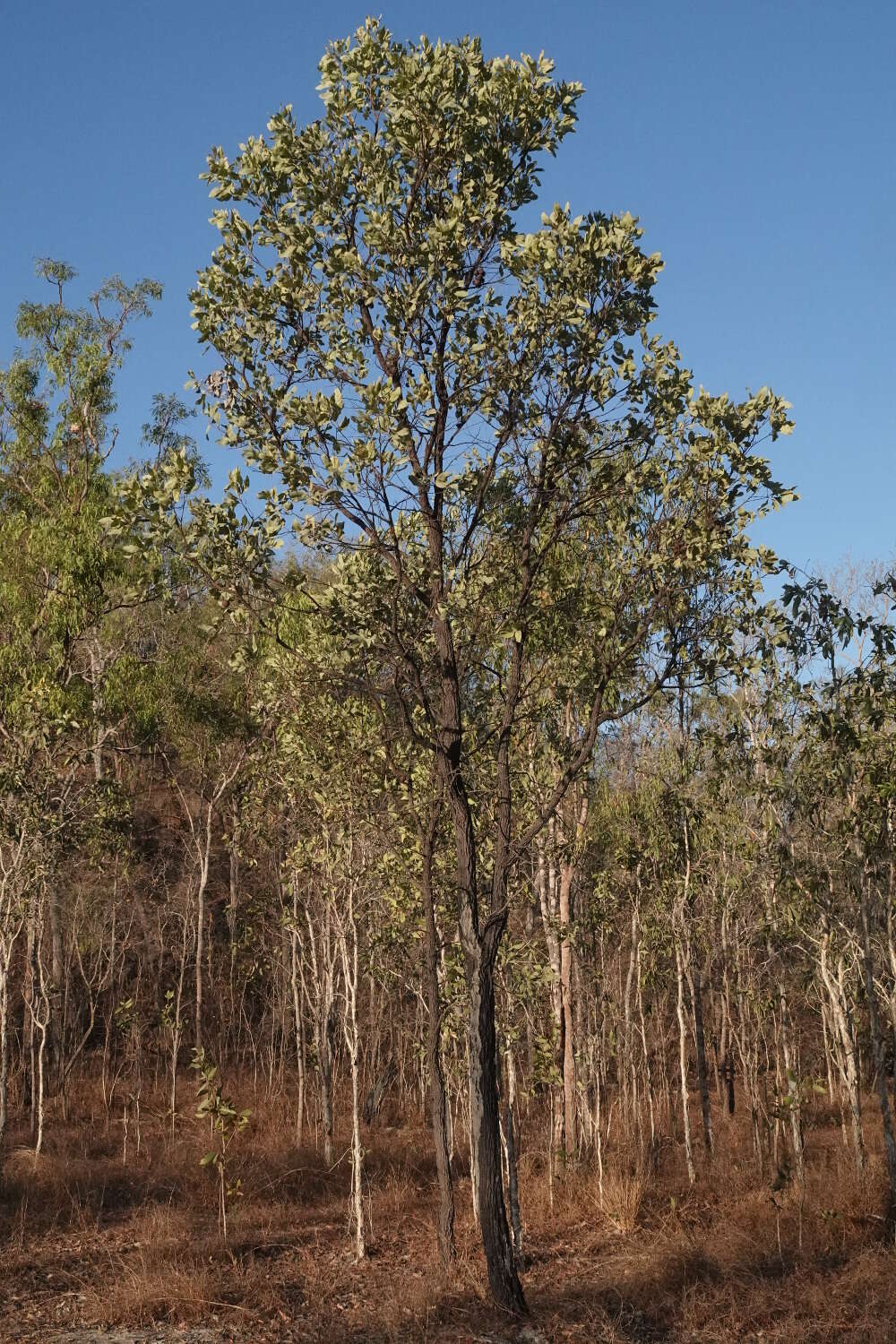 Image of Grevillea glauca Banks & Sol. ex Knight