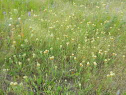 Image de Trifolium plumosum subsp. amplifolium (J. S. Martin) J. M. Gillett