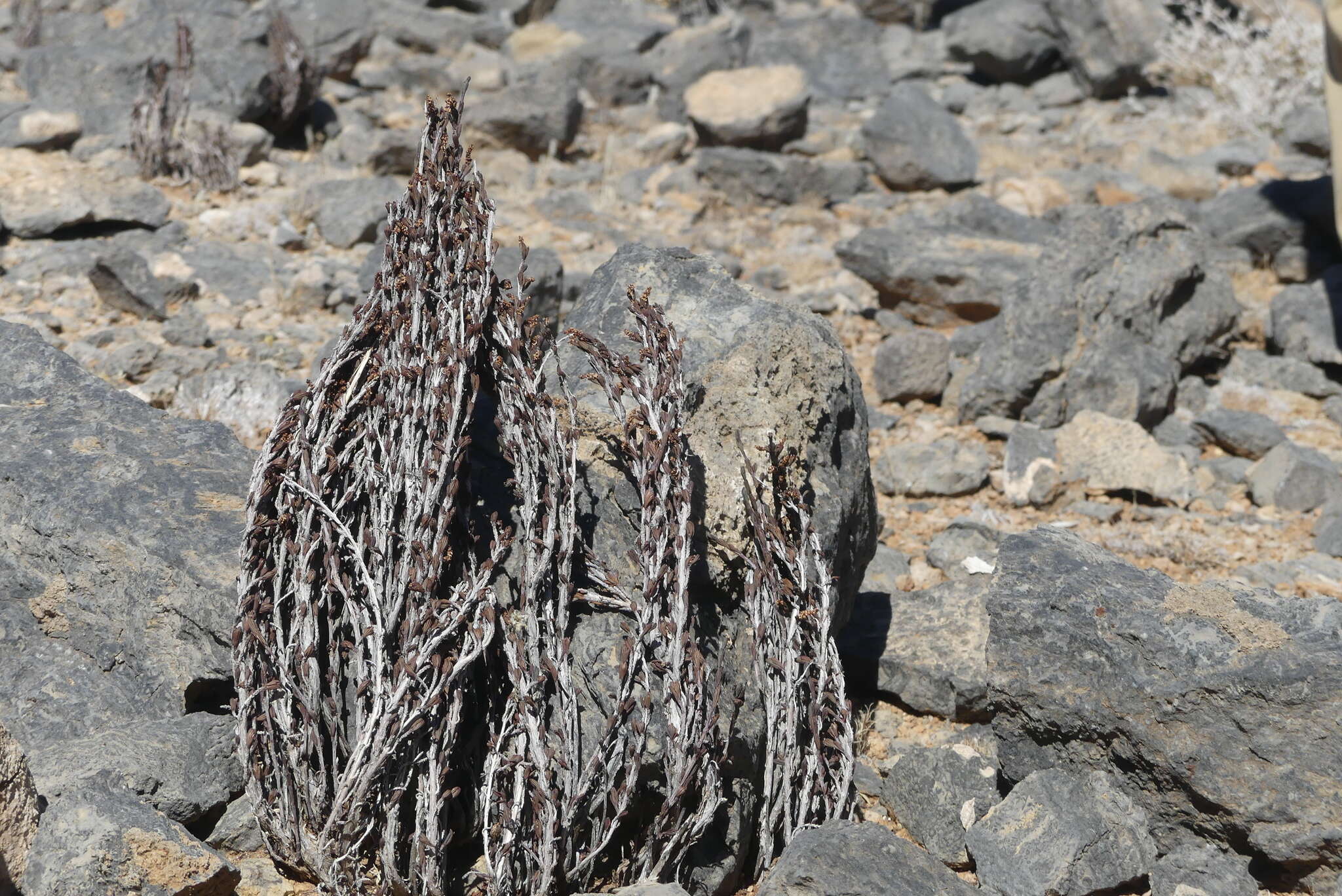 Image de Myrothamnus flabellifolius (Sond.) Welw.