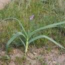 Image of Allium turkestanicum Regel