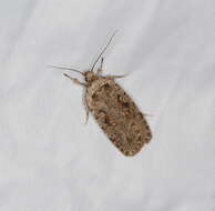 Imagem de Agonopterix ocellana Fabricius 1775