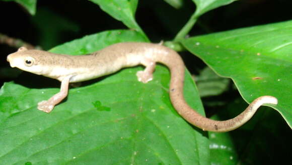 Imagem de Bolitoglossa schizodactyla Wake & Brame 1966