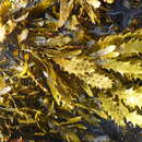 Image of Sargassum aquifolium
