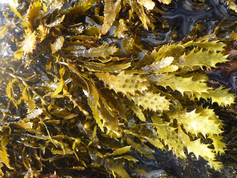 Слика од Sargassum aquifolium