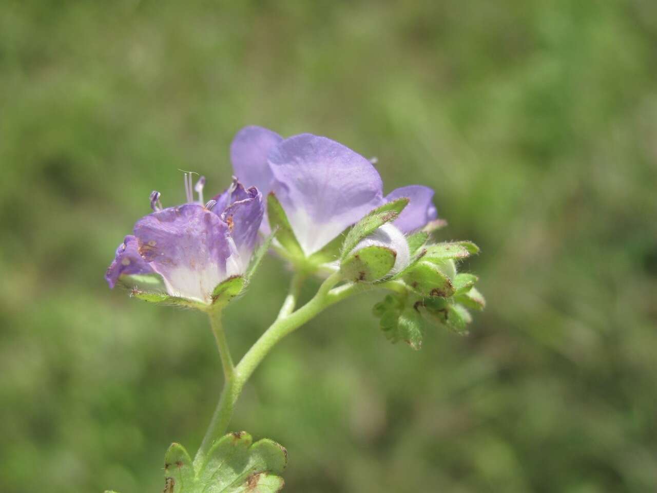 Phacelia austrotexana (J. A. Moyer) B. L. Turner的圖片