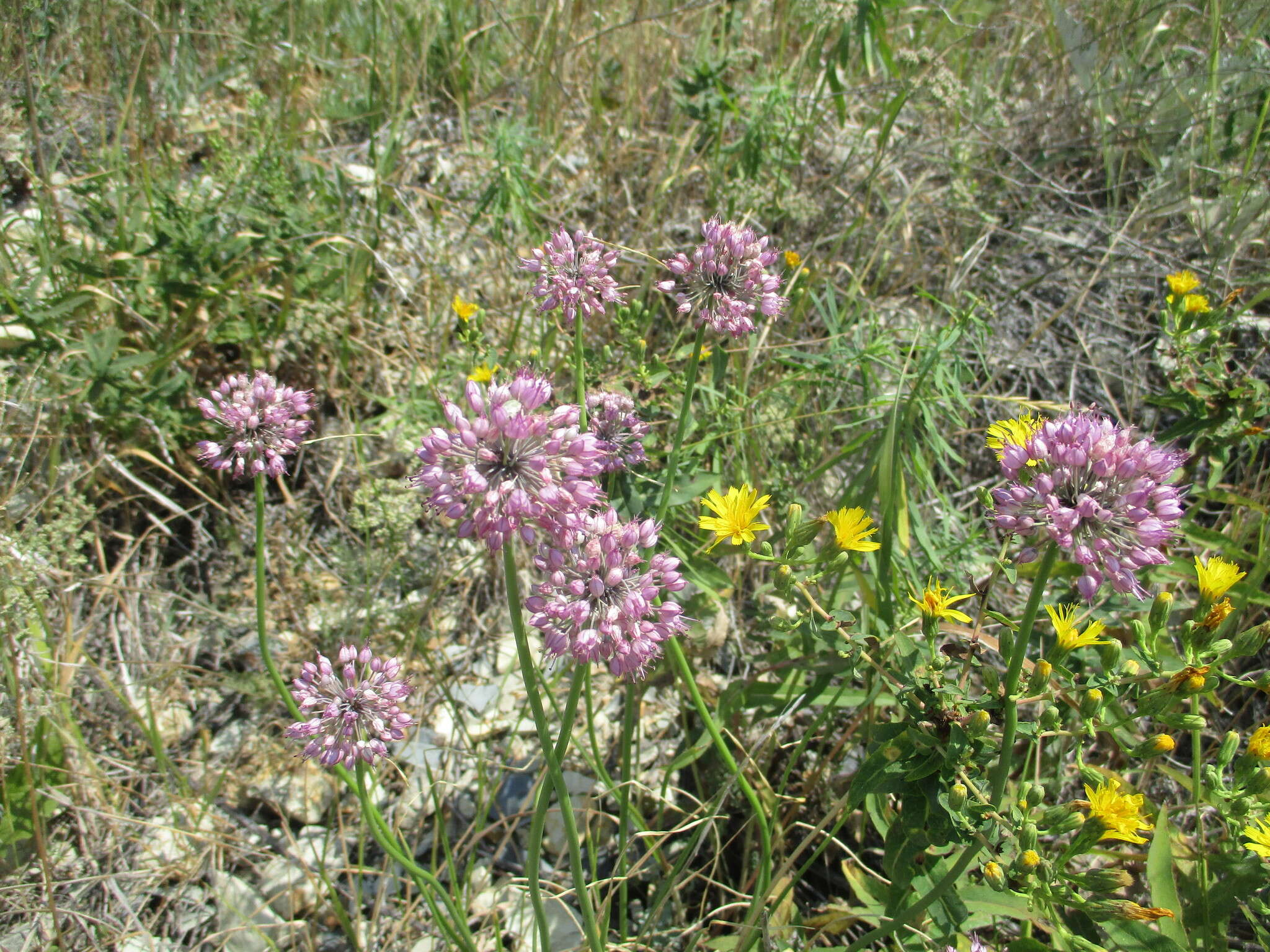 Image of Allium cretaceum N. Friesen & Seregin