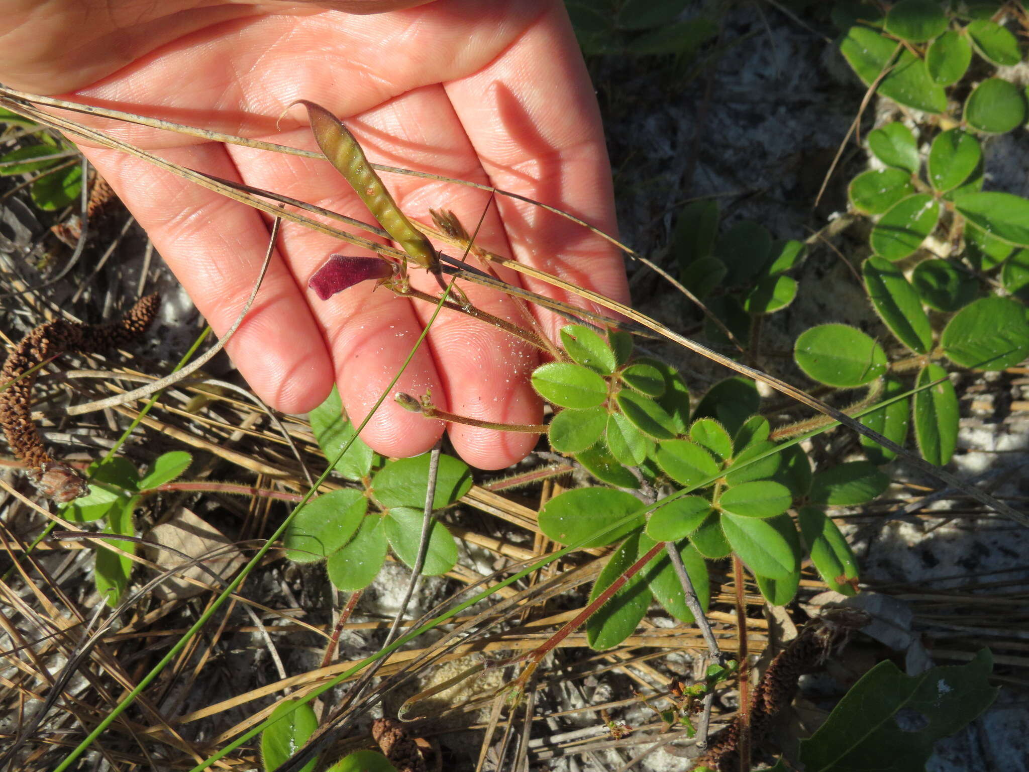 Image of scurf hoarypea