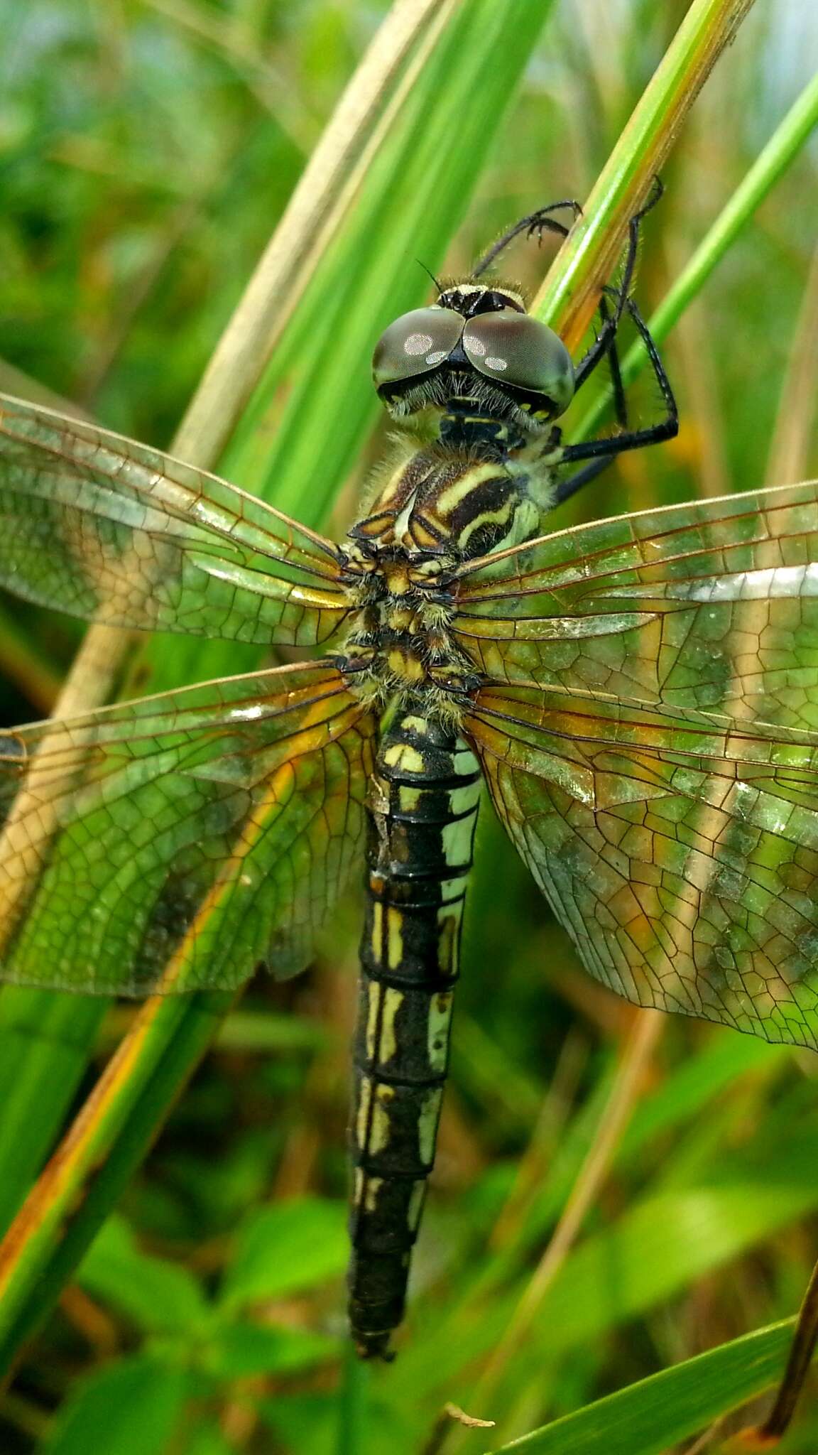 Imagem de Deielia phaon (Selys 1883)