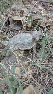 Image of Regal Horned Lizard