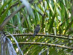 Sivun Turdus assimilis cnephosus (Bangs 1902) kuva