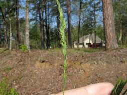 Image of Pullout Grass