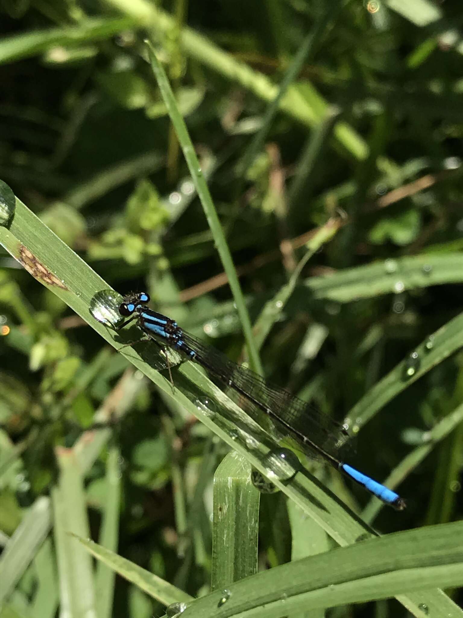 Image de Mesamphiagrion laterale (Selys 1876)