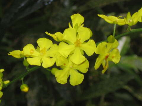 Image of Campylospermum schoenleinianum (Klotzsch) Farron