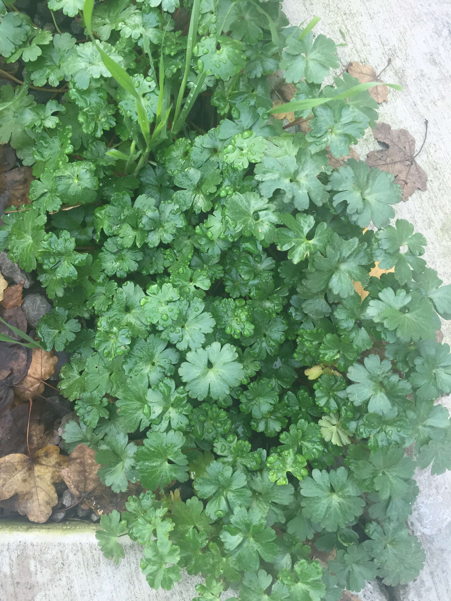 Image of shining geranium