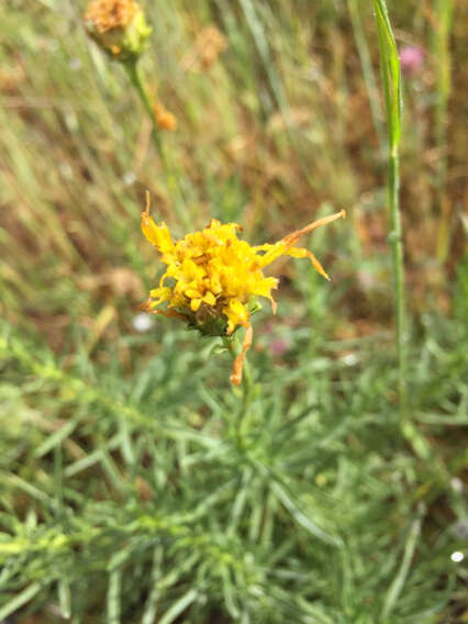 Plancia ëd Ericameria linearifolia (DC.) L. E. Urbatsch & J. R. Wussow