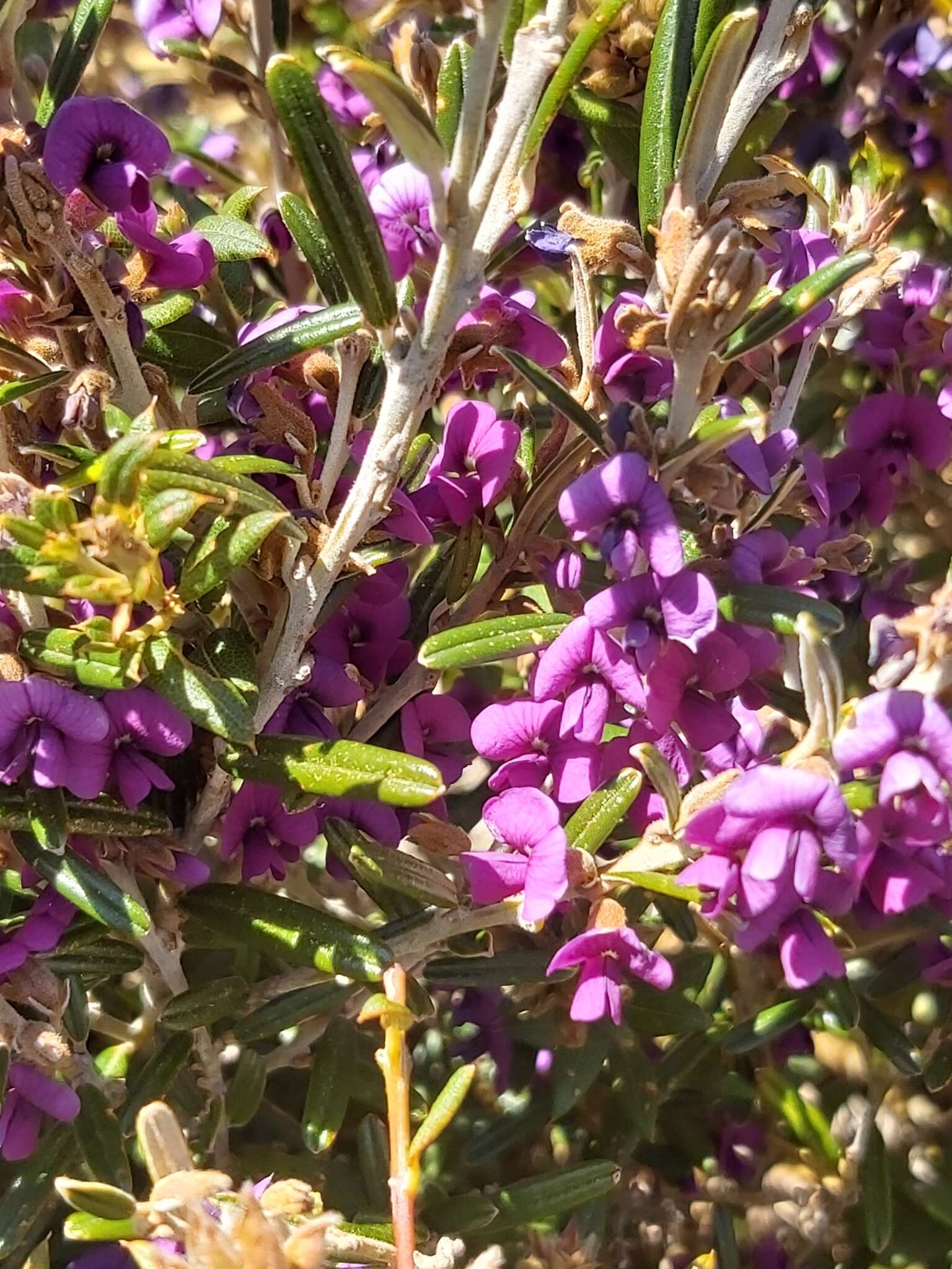 Image of Alpine Hovea