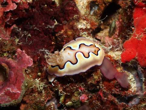 Image of Pastel skirt lifter slug