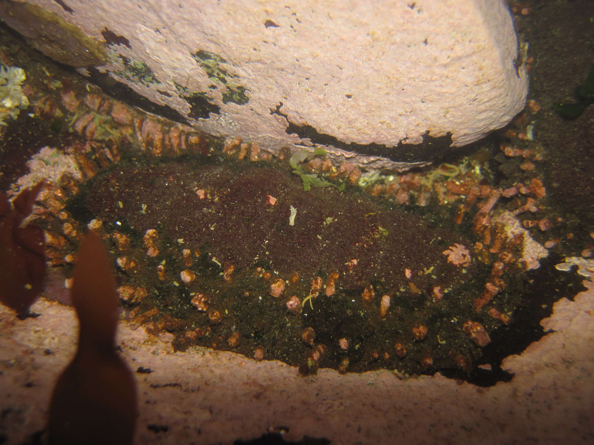 Image of Acanthopleura echinata (Barnes 1824)