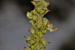 Image of Ocimum gratissimum subsp. gratissimum