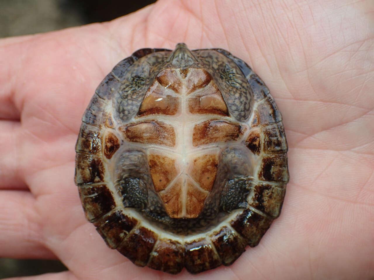 Image of Flattened Musk Turtle