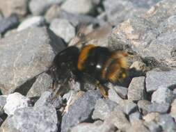 Image of Buff-tailed bumblebee