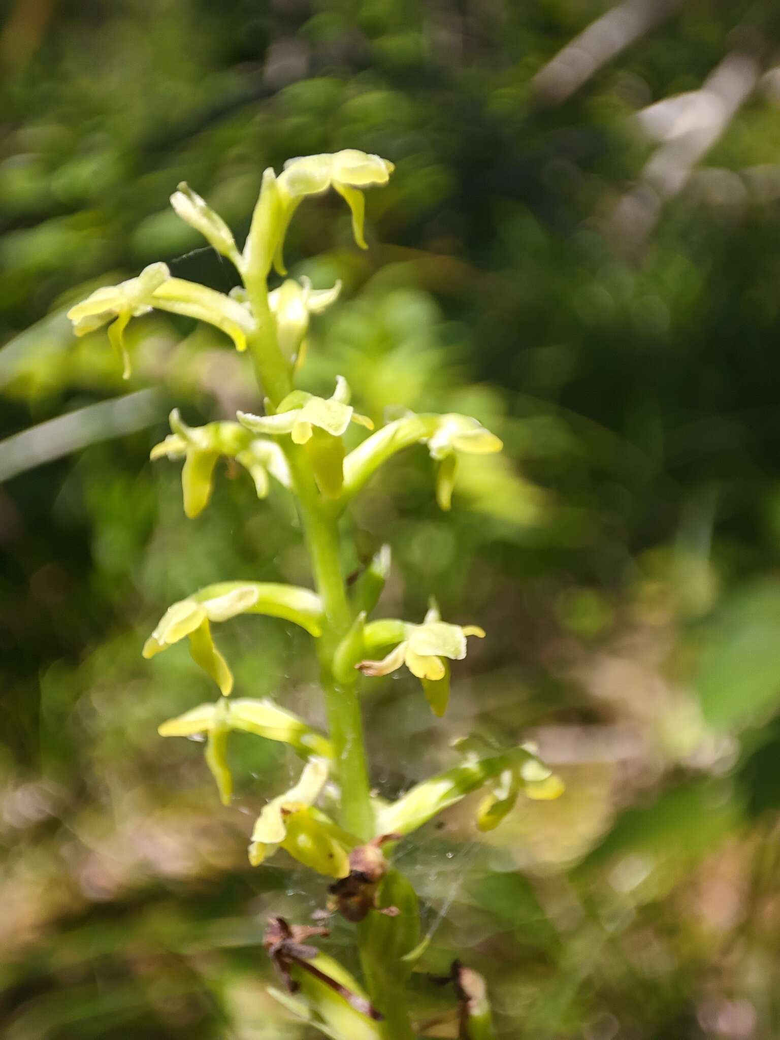 Plancia ëd Platanthera ussuriensis (Regel) Maxim.