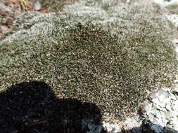 Image of grimmia dry rock moss