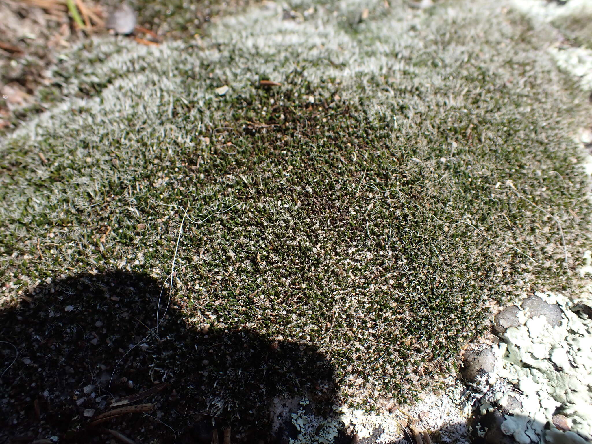 Image of grimmia dry rock moss