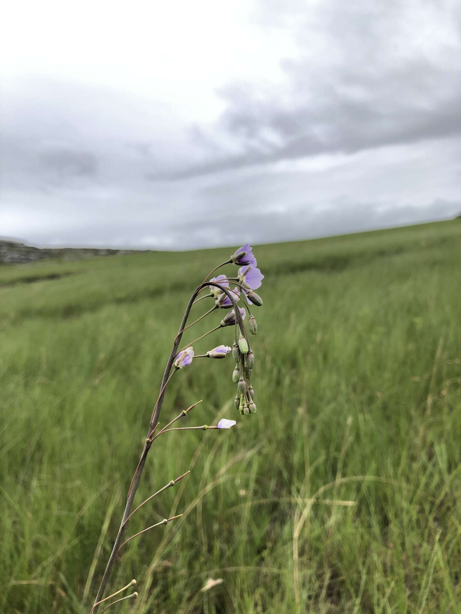 Image de Heliophila rigidiuscula Sond.