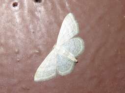 صورة Idaea subsericeata Haworth 1809