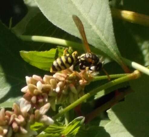 Polistes nimpha (Christ 1791)的圖片