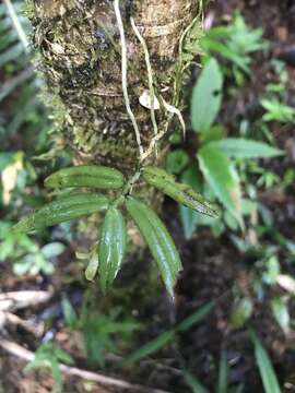 Image de Lemurella pallidiflora Bosser