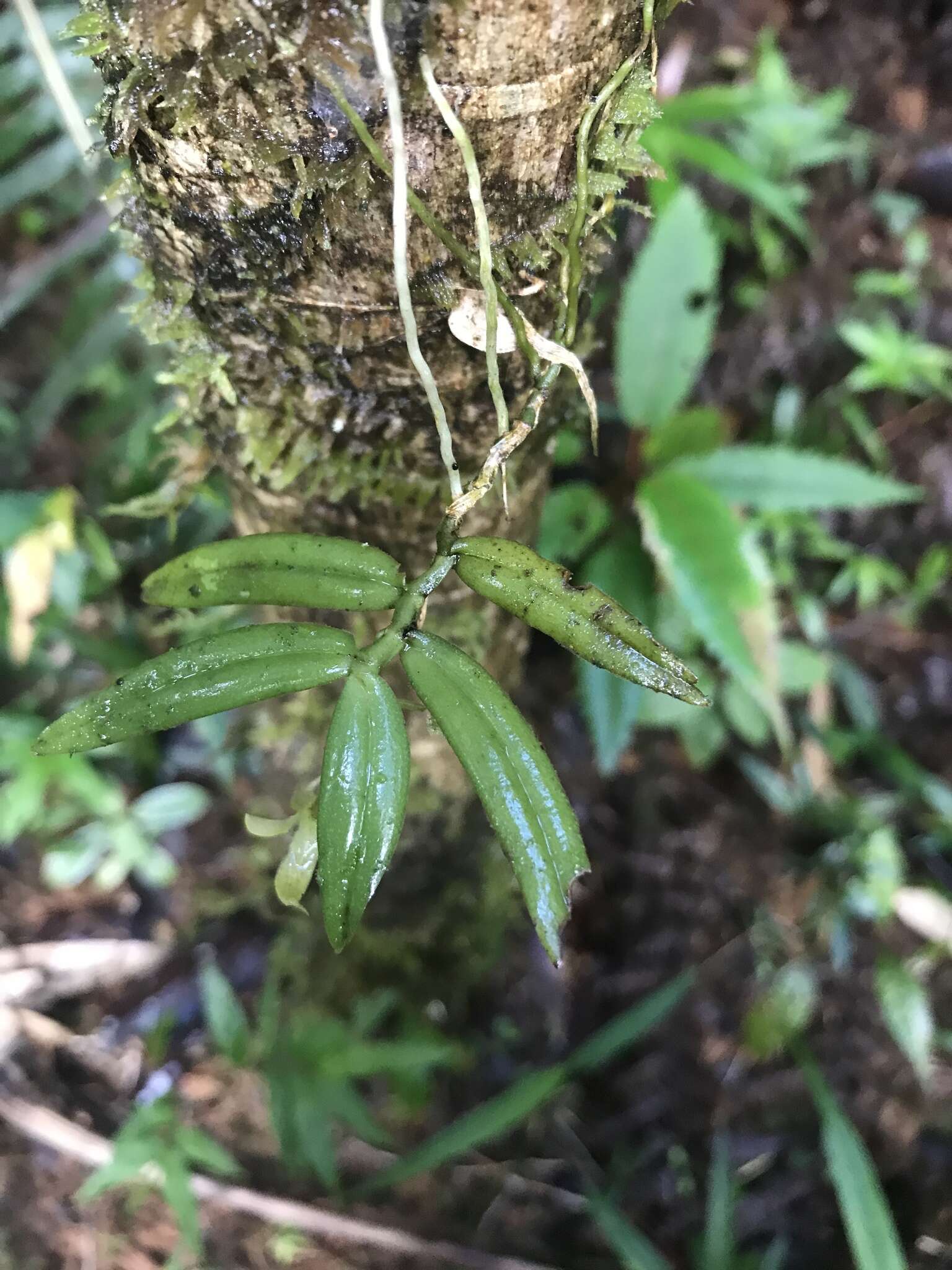 Image de Lemurella pallidiflora Bosser