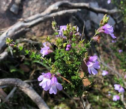 Image of Prostanthera eurybioides F. Muell.