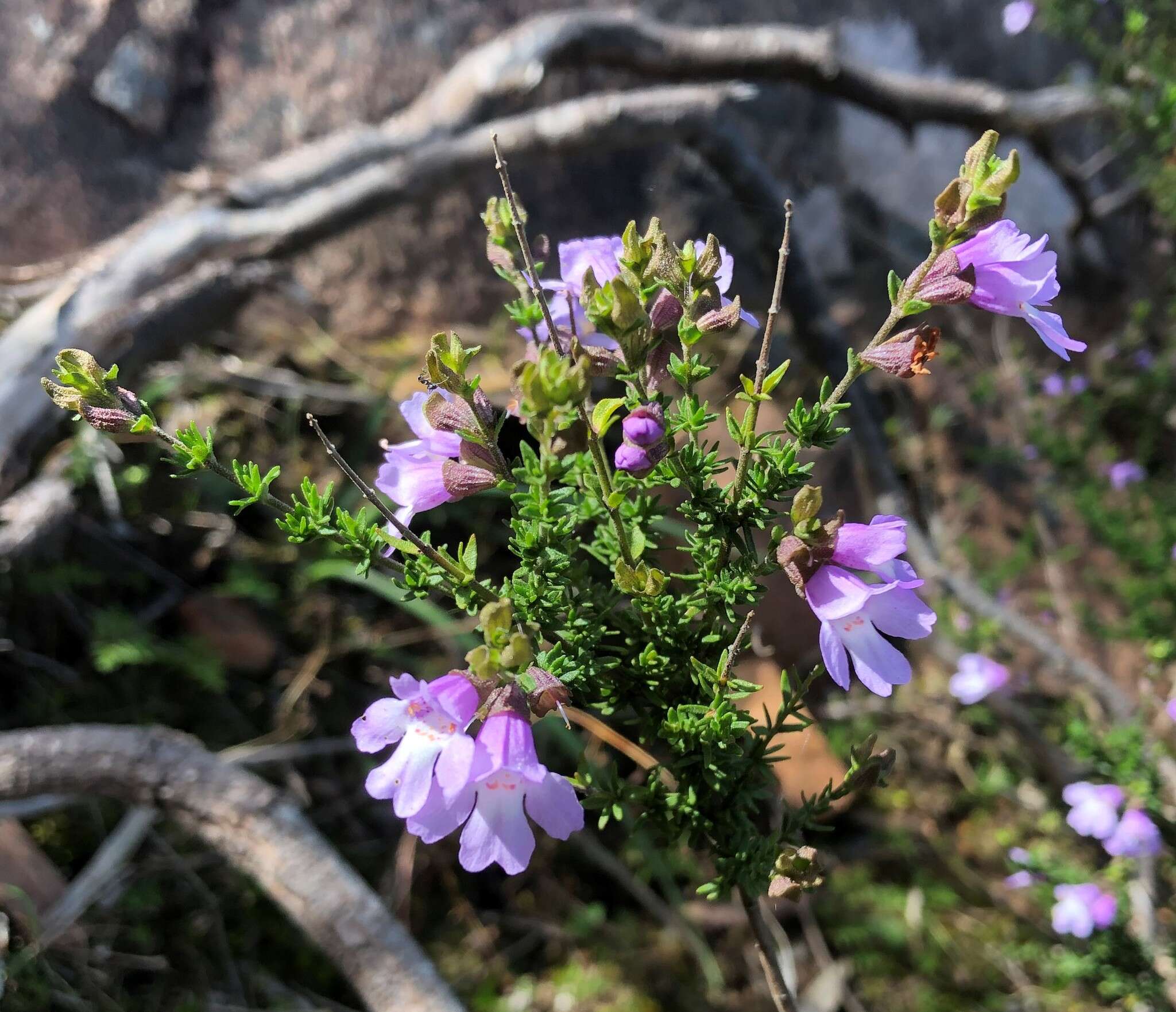 Prostanthera eurybioides F. Muell. resmi