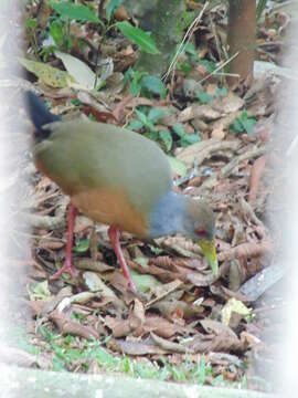 Image of grey-necked wood rail