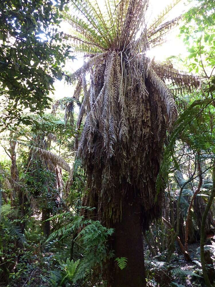 Image of Tree fern